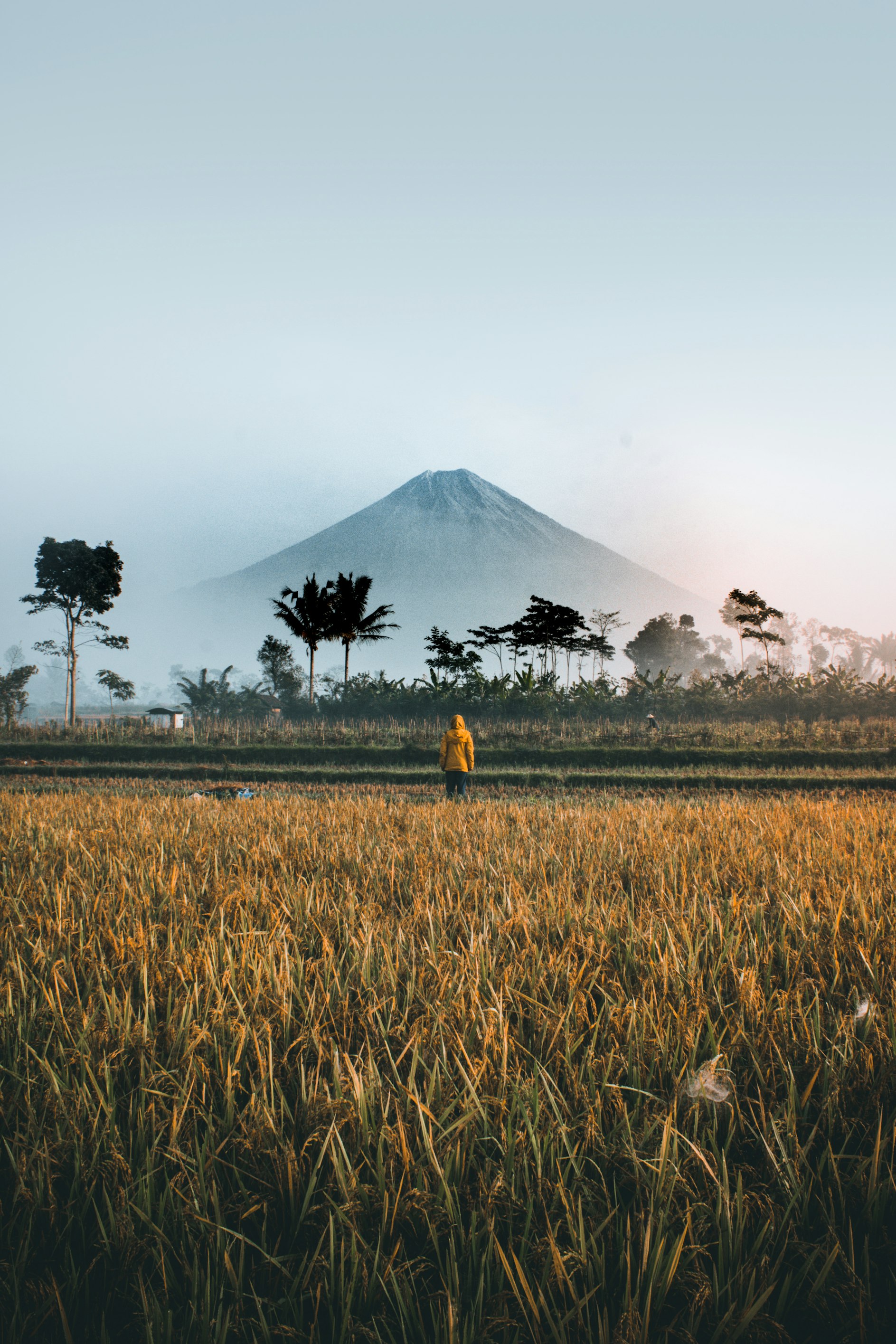 Scenic Rice Fields with Mountains in Southeast Asia - Authentic Landscape Tour Experience